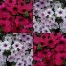 547214-petunia-hybrida-tidal-wave-silver-cherry-f1
