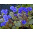 547500-phacelia-campanularia-blue-wonder