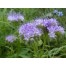 547600-phacelia-tanacetifolia