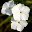 547790-phlox-drummondii-grandiflora-alba