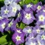 547800-phlox-drummondii-nana-compacta-blue-beauty