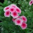 547840-phlox-drummondii-grandiflora-brilliant