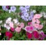 547900-phlox-drummondii-nana-compacta-fantasy-mixed-beauty-mixed