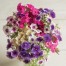 547920-phlox-drummondii-grandiflora-tapestry-mixed-art-shades-mixed