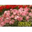 547937-phlox-drummondii-grandiflora-leopoldii