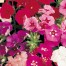 547940-phlox-drummondii-grandiflora-melange-eleve-tall-mixed