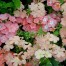 548000-phlox-drummondii-nana-compacta-phlox-sheep