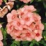 548100-phlox-drummondii-nana-compacta-salmon-beauty