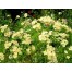 548230-phlox-drummondii-nana-compacta-yellow-beauty
