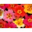 548700-portulaca-grandiflora-single-flowered-mixed