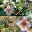 548900-proboscidea-lousianica-diverse-varieteiten