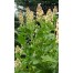 550000-reseda-odorata-ameliorata