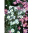 550300-rhodanthe-manglesii-maculata-mixed