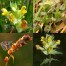550350-rhinanthus-minor