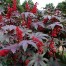 550420-ricinus-communis-carmencita-bright-red