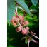 550450-ricinus-communis-carmencita-rosa