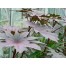 550550-ricinus-communis-new-zealand-purple