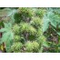 550600-ricinus-communis-zanzibariensis