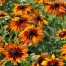 550715-rudbeckia-hirta-cappuccino-orange-fudge
