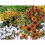 550720-rudbeckia-hirta-cherokee-sunset