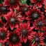 550730-rudbeckia-hirta-cherry-brandy