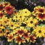 550780-rudbeckia-hirta-dwarf-becky-mixed
