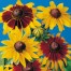 550800-rudbeckia-hirta-gloriosa-daisy-musical-prelude