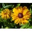 550850-rudbeckia-hirta-goldilocks