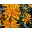 551020-rudbeckia-hirta-irish-spring