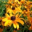 551028-rudbeckia-hirta-marmalade