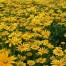 551050-rudbeckia-hirta-prairie-sun-irish-eyes