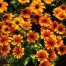 551100-rudbeckia-hirta-rustic-dwarfs