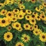 551150-rudbeckia-hirta-toto-dwarf-toto-gold