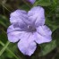 551300-ruellia-humilis
