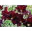 551550-salpiglossis-sinuata-black-trumpets-chocolate-royale