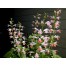 551800-salvia-coccinea-jewel-pink-brendhurst-pink