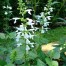 551920-salvia-coccinea-snow-nymph-jewel-white