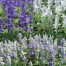 551970-salvia-farinacea-blue-white-mixed