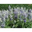 551980-salvia-farinacea-strata-reference