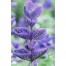 552100-salvia-viridis-blue-bird-blue-monday