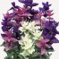 552200-salvia-viridis-bouquet-tricolor-mixed