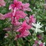 552250-salvia-viridis-pink-sunday