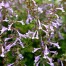 552300-salvia-scabra-saffina