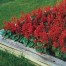 552400-salvia-splendens-early-dwarf-blaze-fire