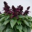 552550-salvia-splendens-lighthouse-purple