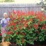 552620-salvia-splendens-yvonne-giant