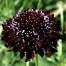 553305-scabiosa-atropurpurea-black-knight