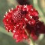 553380-scabiosa-atropurpurea-scarlet-empress-fire-king