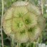553470-scabiosa-prolifera