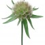 553500-scabiosa-stellata-drumstick